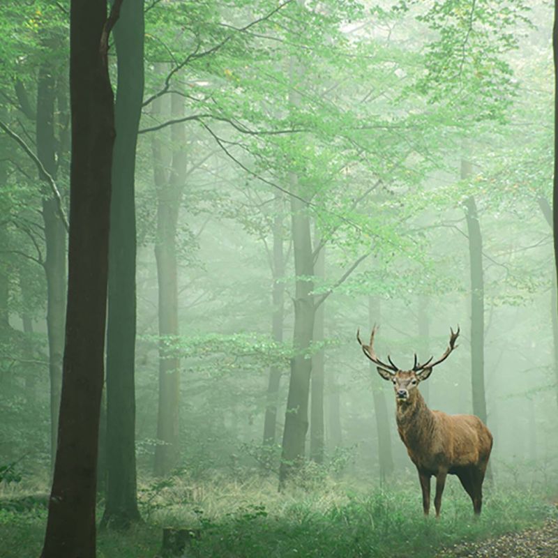 Stag in at a distance in a misty forest