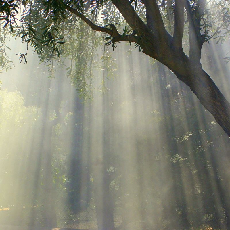 Tree in the morning sun with fog