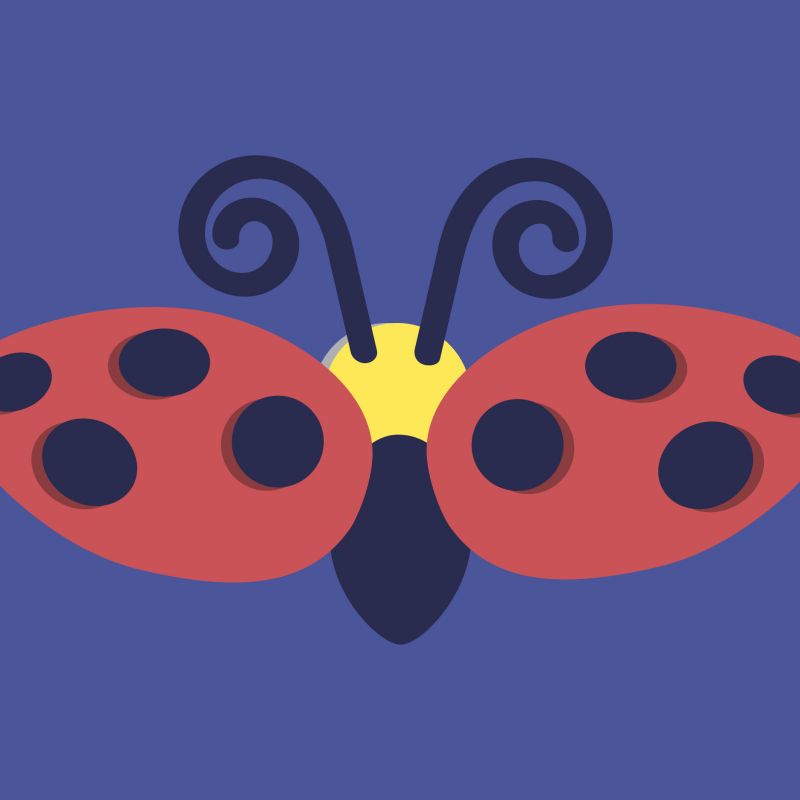 Ladybird animation