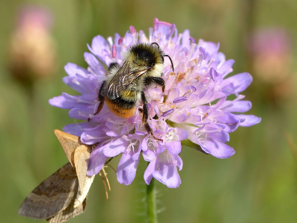 A bumblebee and a butterfly feeding on a purple wildflower