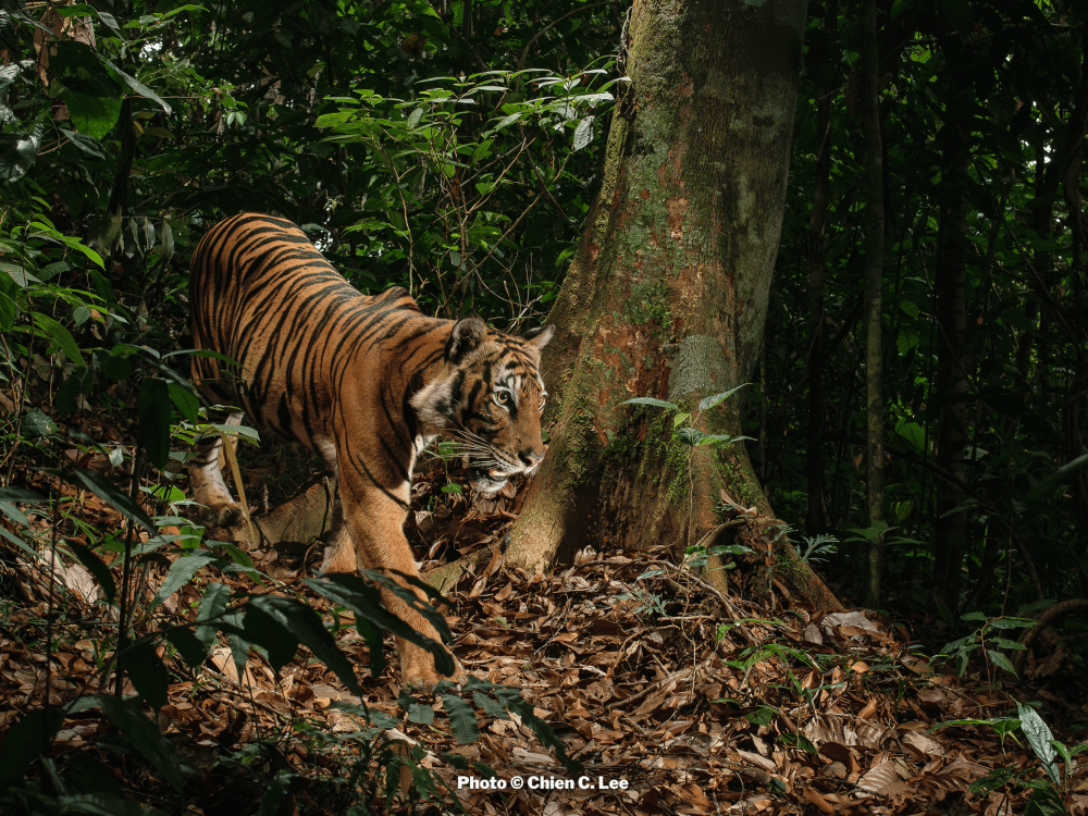 A tiger stalks through the forest