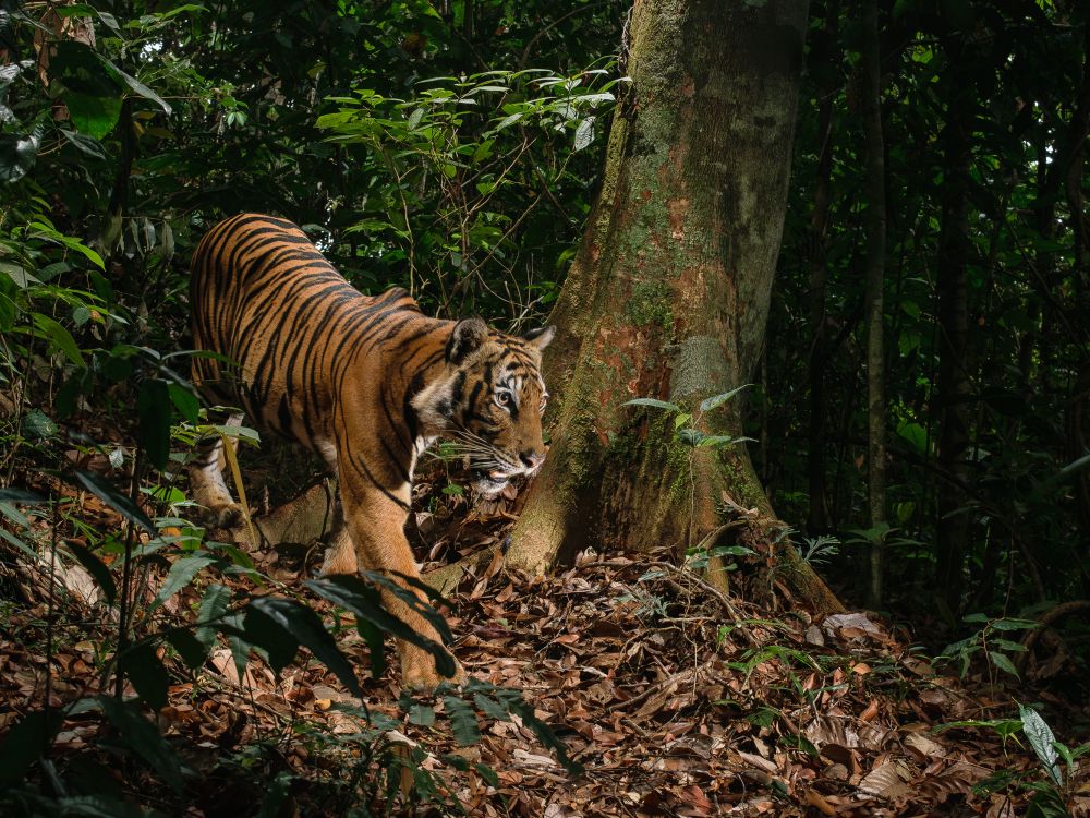 A tiger stalks through the forest