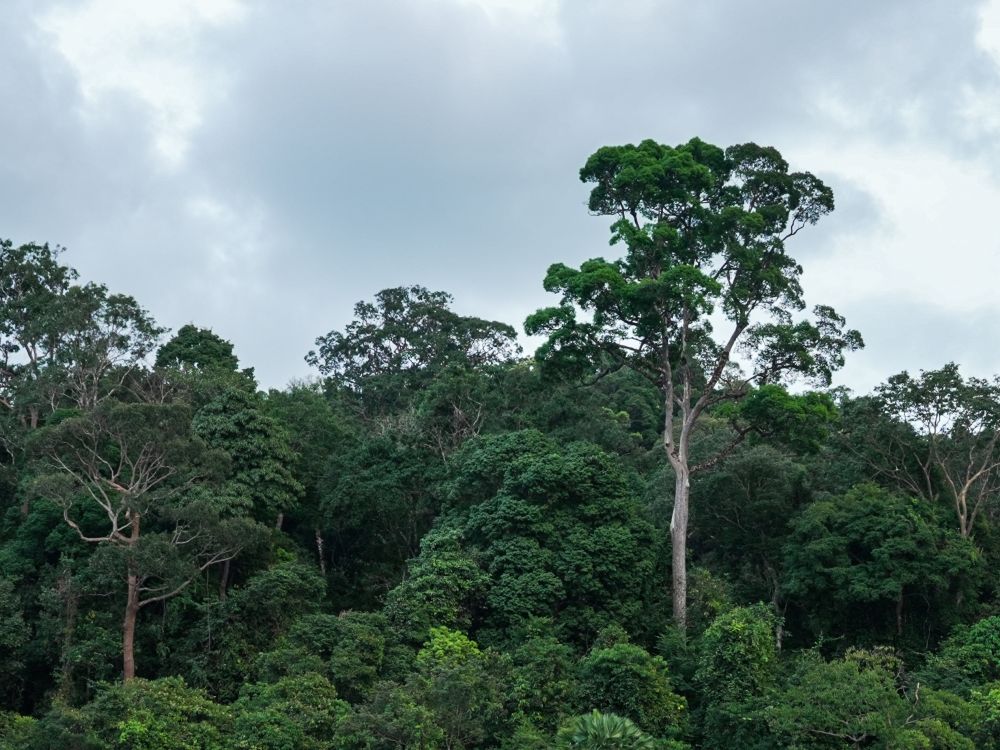 Tall trees with long trunks and leaves at the top rise above the trees below them.