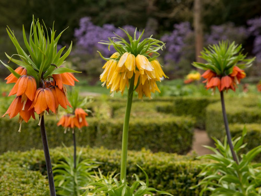 Fritillaria imperialis - Chatsworth House gardens