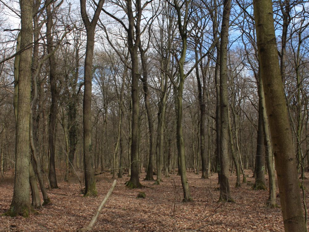 Grove of oak trees, Hambach Forest, Germany