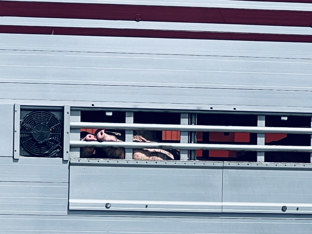 The snouts of two pigs can be seen through the bars 