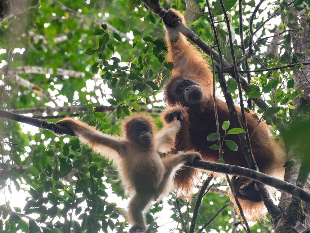 Mother Tapanuli orangutan with child