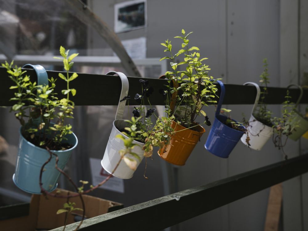 A row of plants hanging from a fence in little plant pots