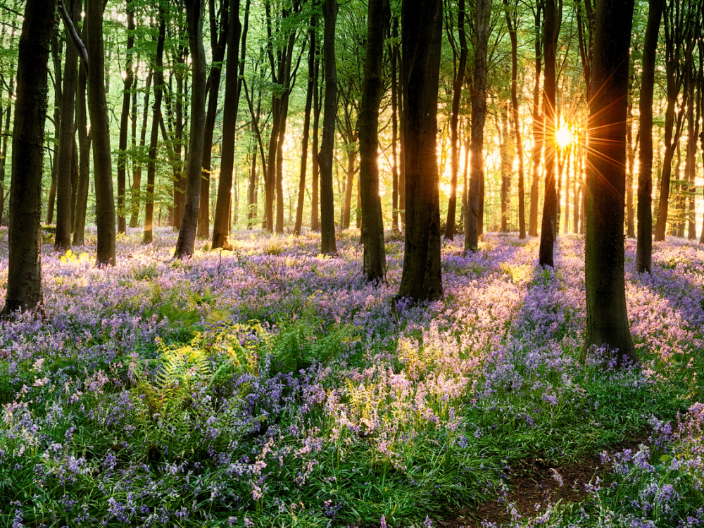 Flowery woodland at sunrise, with a bright sun peaking out, radiating light from behind the trees. 