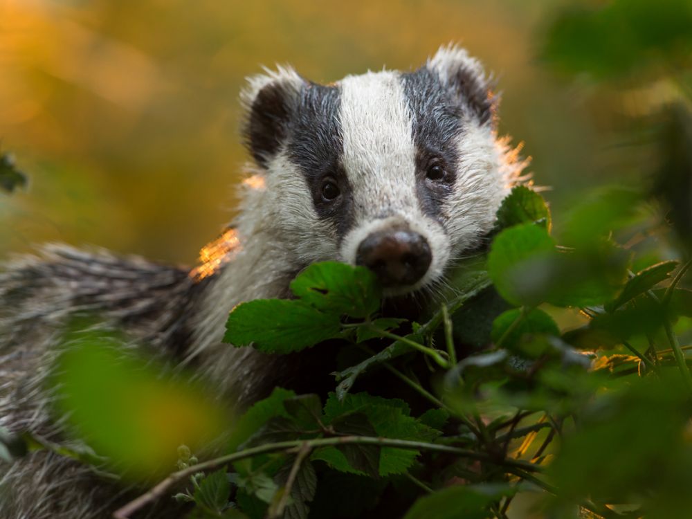 Badger