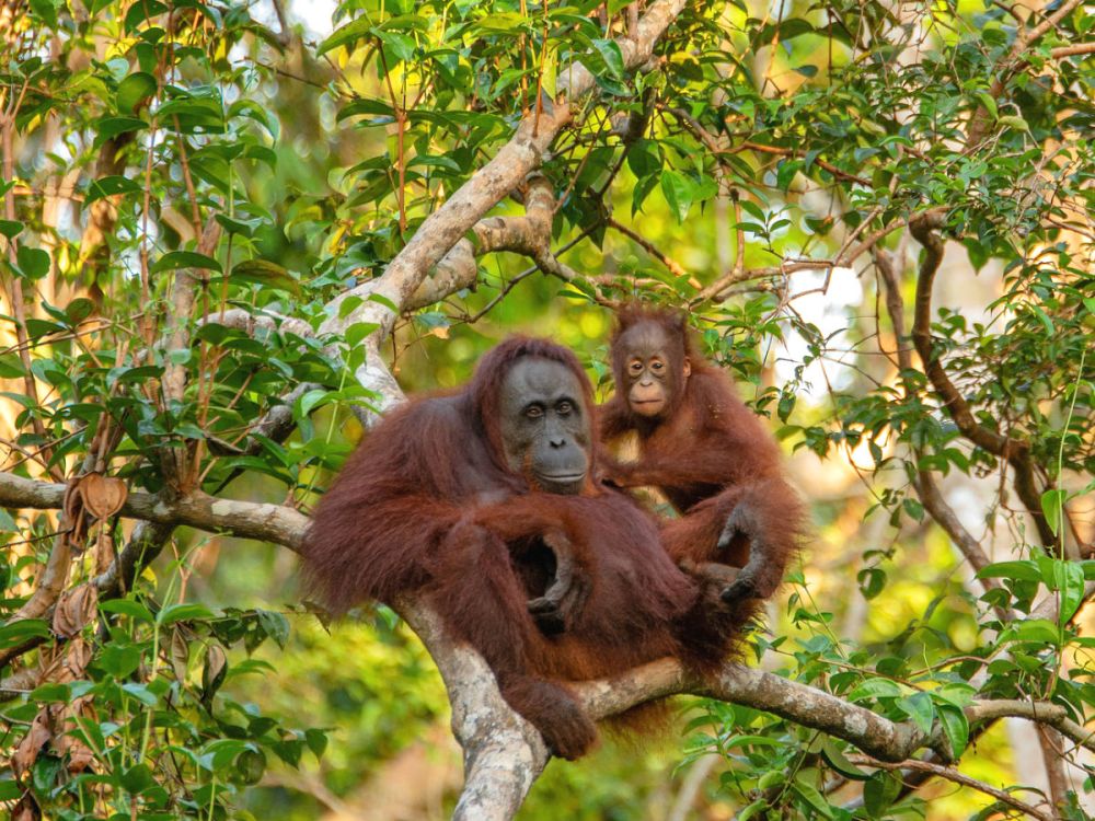 An orangutan mother and baby sitting in the branches of a tree
