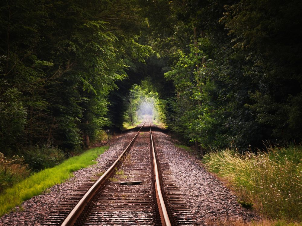 Railway track running through a clearing in a forest