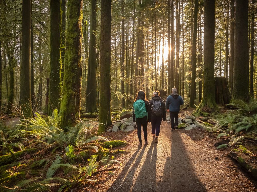 Trees people walking